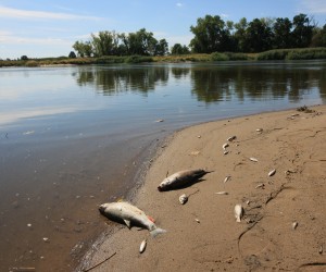 epa10115347 Dead fish in the Oder River in Cigacice village, western Poland, 11 August 2022. Polish Environmental Protection Inspectorate had notified the prosecutor of an ecological disaster that hit the second longest river in Poland, the Oder. Tonnes of dead fish were found in the Oder river along with other animals, such as beavers. The president of state-owned Polish Waters, Przemyslaw Daca, said that due to drought and high temperatures even minor pollution can lead to an ecological disaster. The reason of the disaster in the Oder river is being investigated.  EPA/LECH MUSZYNSKI POLAND OUT