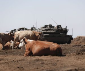 epa10136154 Cows stand next to an Israeli army tank at an army training field near the Israel town of Katzeren in the Golan Heights, close to the border with Syria, 24 August 2022. Israeli Prime Minister Yair Lapid said during a security briefing for the foreign press that Iran's nuclear deal is a 'bad agreement' and Israel will not stand having a 'nuclear threat from an extreme and violent Islamist regime' over its head.  EPA/ATEF SAFADI