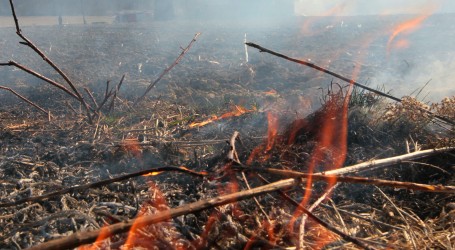 Četvero mrtvih u najvećem šumskom požaru u Kaliforniji ove sezone