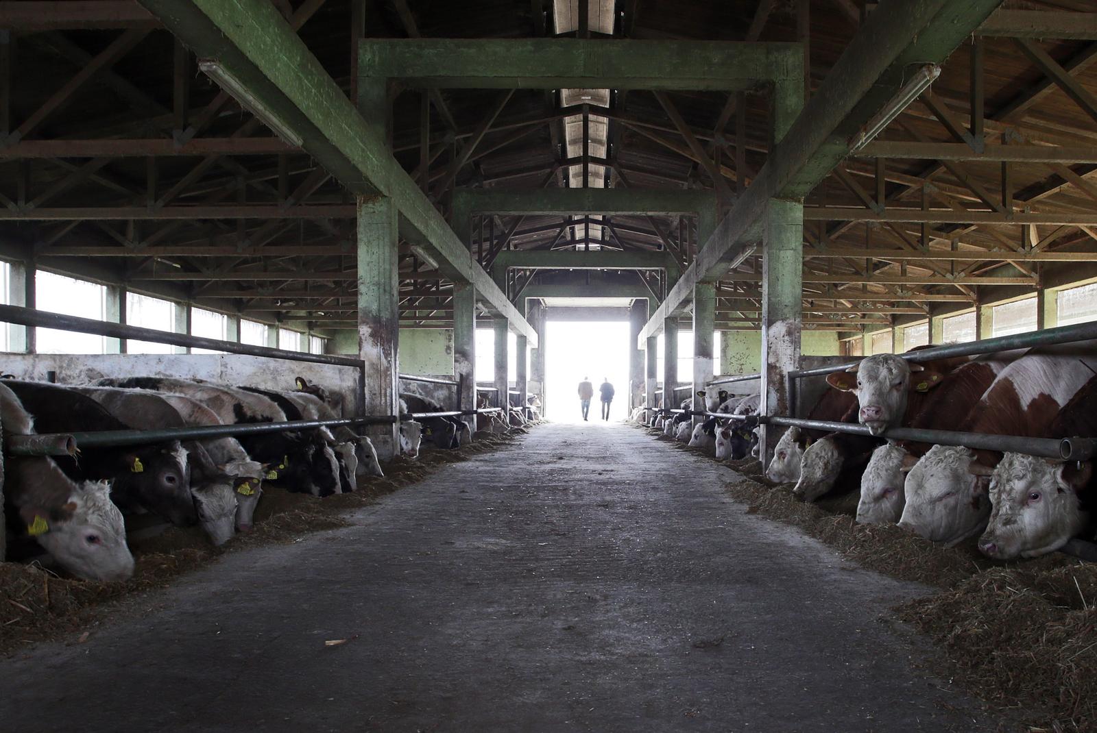 11.03.2015., Vrbovec - Farma krava."nPhoto: Jurica Galoic/PIXSELL