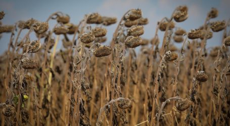 Ministrica najavila: Poljoprivrednici će zbog suše i rata dobiti 200 milijuna kuna potpora
