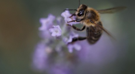 Počela predaja zahtjeva za potporu pčelarima za saniranje šteta
