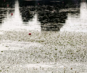 27.07.2021., Zagreb - Jarunsko jezero cvijeta te ima puno lopoca na veslackoj stazi. rPhoto: Luka Stanzl/PIXSELL