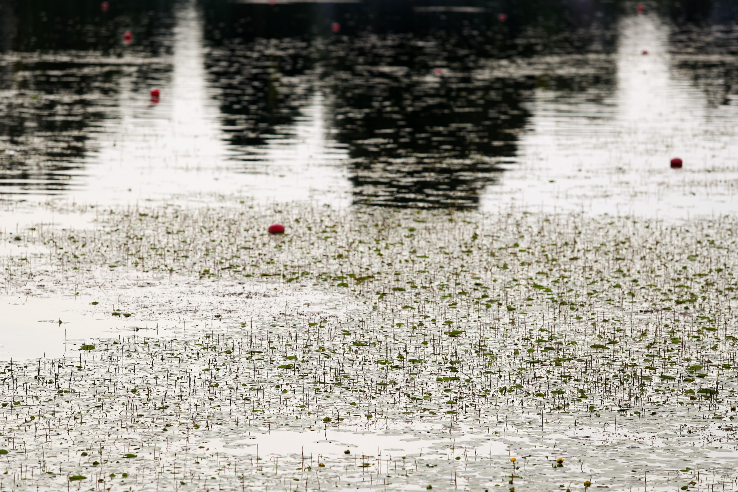 27.07.2021., Zagreb - Jarunsko jezero cvijeta te ima puno lopoca na veslackoj stazi. rPhoto: Luka Stanzl/PIXSELL