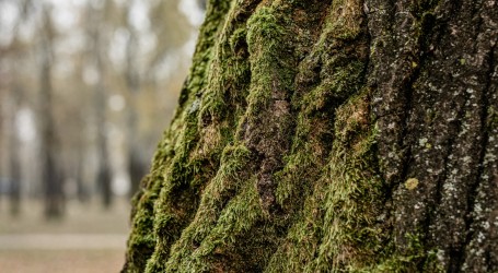 Neobično natjecanje: U Finskoj se grljenjem drveća oslobađaju od stresa