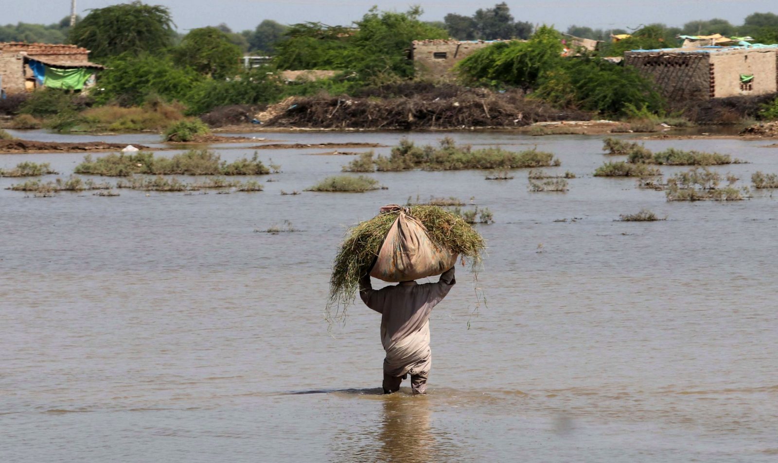 epa10167198 A man carries food for cattle in flooded areas in Mirpur Khas district, Sindh province, Pakistan, 07 September 2022. According to the National Disaster Management Authority (NDMA), flash floods triggered by heavy monsoon rains have killed over 1200 people across Pakistan since mid-June 2022. More than 33 million people have been affected by floods, the country's climate change minister Sherry Rehman said.  EPA/REHAN KHAN