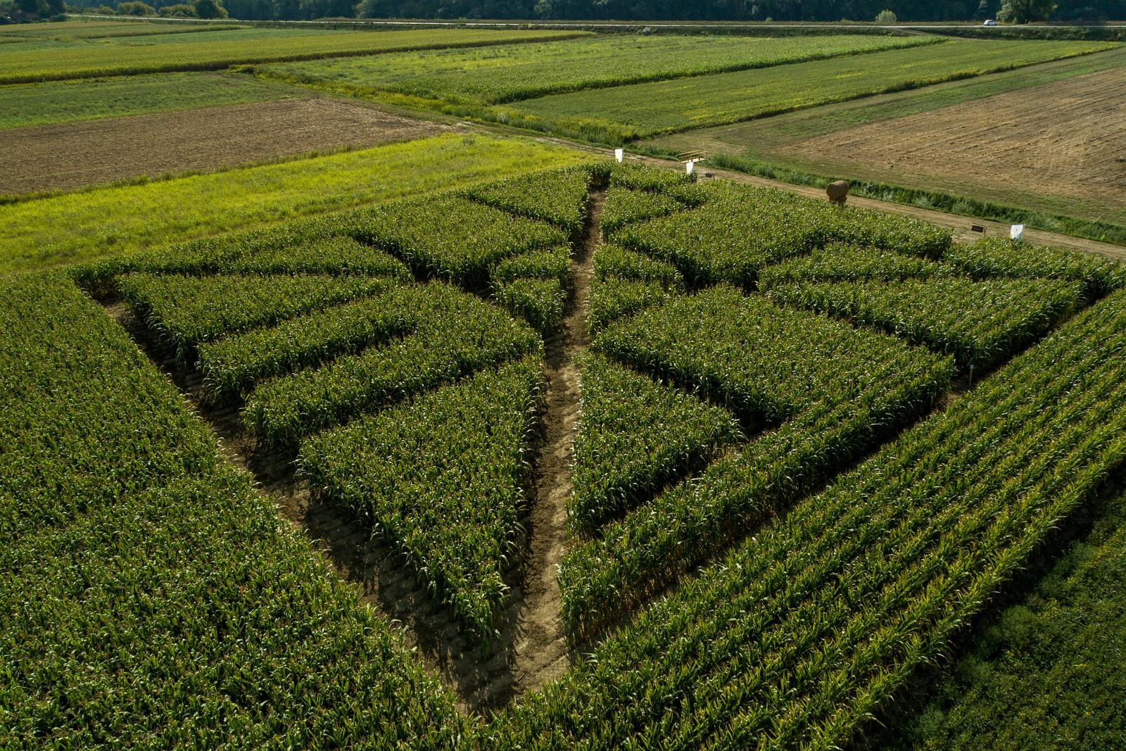 18.08.2022., Ivanic Grad - Fotografija snimljena dronom prvog posavskog kukuruznog labirinta "Hrvatica" u Dubrovcaku Lijevom kod Ivanic-Grada. Photo: Igor Kralj/PIXSELL