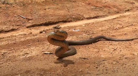 Počinje sezona parenja zmija u Južnoj Australiji, nije ih dobro ometati