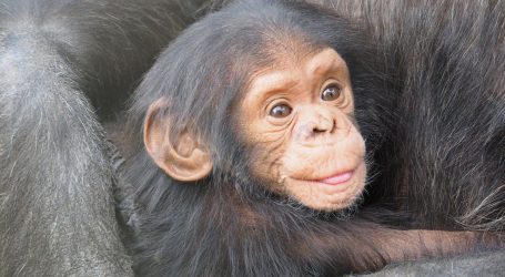 Nehumano! Iz utočišta u Kongu otete tri bebe čimpanze. Otmičari sada traže otkupninu