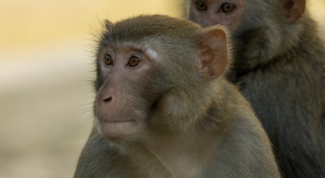 Tristo majmuna preplivalo rijeku u potrazi za teritorijem u kineskom geoparku