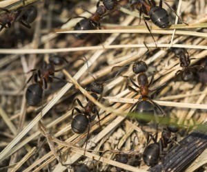 09.06.2021.Lekenik - Mravi vrijedno grade svoj mravinjak
Photo: Zeljko Hladika/PIXSELL
