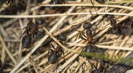 Procjena: Na Zemlji ima oko 20 bilijardi mrava, otprilike 2,5 milijuna po stanovniku