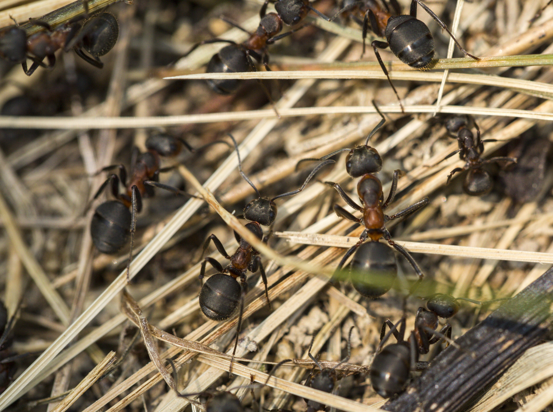 09.06.2021.Lekenik - Mravi vrijedno grade svoj mravinjak
Photo: Zeljko Hladika/PIXSELL