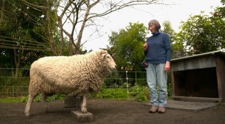 Caroline Thomson voli šetnje i igranje sa svojom kućnom ljubimicom – ovcom Lucky