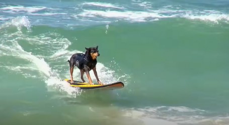 Kalifornija: Psi ponovno stali na surf daske u dobrotvornoj akciji