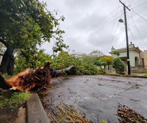 epa10211734 A fallen tree lies across a road after the passage of Hurricane Ian, in Havana, Cuba, 28 September 2022. At least two people have died in Cuba when the category three hurricane crossed the island from south to north at its western end, causing wide spread damage.  EPA/Juan Palop