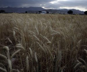 epa10263774 A field of wheat shortly before a harvest season, in Sana'a, Yemen, 24 October 2022. Yemen’s total wheat production contributes less than 10 percent of all utilization needs while its agriculture sector contributes about 17 percent of real GDP in 2022, the Houthis-held agricultural authority has reported. War-ravaged Yemen imports more than 3.8 million tonnes of wheat a year, including around 45 percent of its wheat needs came from Ukraine and Russia.  EPA/YAHYA ARHAB