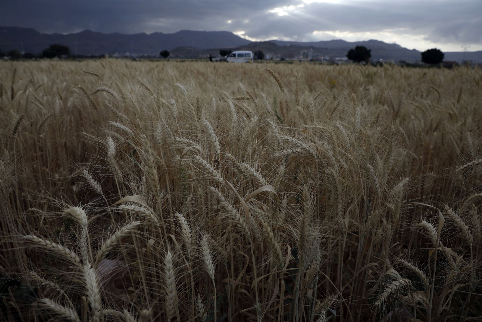 epa10263774 A field of wheat shortly before a harvest season, in Sana'a, Yemen, 24 October 2022. Yemen’s total wheat production contributes less than 10 percent of all utilization needs while its agriculture sector contributes about 17 percent of real GDP in 2022, the Houthis-held agricultural authority has reported. War-ravaged Yemen imports more than 3.8 million tonnes of wheat a year, including around 45 percent of its wheat needs came from Ukraine and Russia.  EPA/YAHYA ARHAB