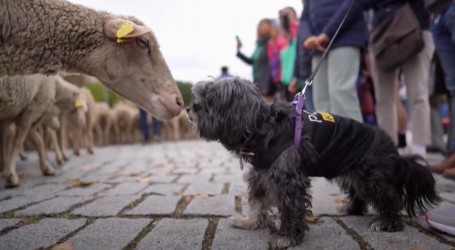 Višestoljetna tradicija: Središnje ulice Madrida okupirala stada ovaca i koza