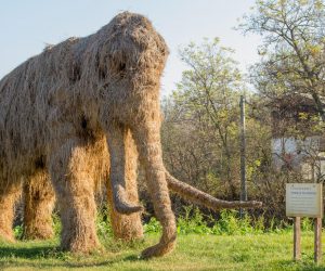 08.11.2018., Mohovo - Udruga Dolina mamuta osnovana je u selu Mohovo, koje se nalazi nedaleko Iloka, a cilj udruge je izgradnja edukacijskog parka posvecenog ovim davno izumrlim zivotinjama. Upravo stoga u sredistu mjesta nalazi se slamnata skulptura mamuta u prirodnoj velicini. U samo nekoliko godina u mjestu su pronadjena dva zuba mamuta, a prema paleontoloskim nalazima ondje bi moglo biti iznimno bogato nalaziste. Mjestani se nadaju da bi dolina mamuta mogla biti prava turisticka atrakcija.rPhoto: Dubravka Petric/PIXSELL