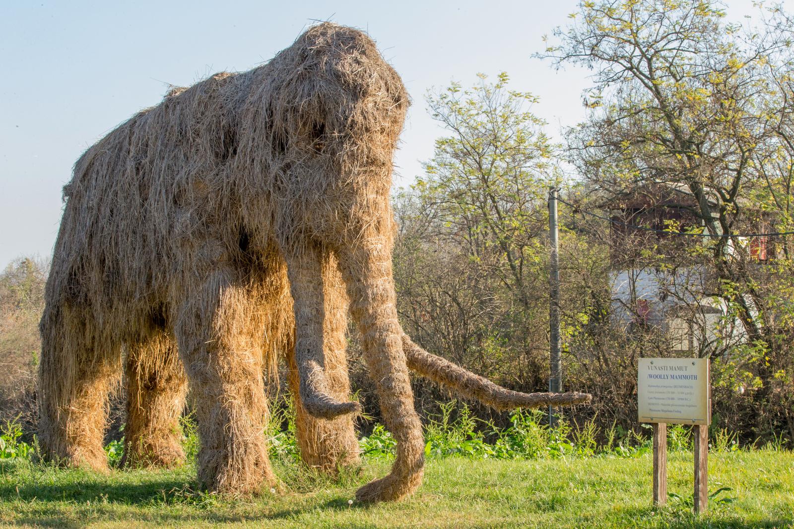 08.11.2018., Mohovo - Udruga Dolina mamuta osnovana je u selu Mohovo, koje se nalazi nedaleko Iloka, a cilj udruge je izgradnja edukacijskog parka posvecenog ovim davno izumrlim zivotinjama. Upravo stoga u sredistu mjesta nalazi se slamnata skulptura mamuta u prirodnoj velicini. U samo nekoliko godina u mjestu su pronadjena dva zuba mamuta, a prema paleontoloskim nalazima ondje bi moglo biti iznimno bogato nalaziste. Mjestani se nadaju da bi dolina mamuta mogla biti prava turisticka atrakcija.rPhoto: Dubravka Petric/PIXSELL