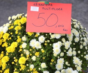 25.10.2022.,Sibenik - Ponuda cvijeca i cvijetnih aranzmana povodom Svih Svetih i Dana mrtvih na sibenskoj trznici raznovrsna je i bogata a cijene su oko 15-ak posto vece nego sto su bile prosle godine. Photo: Dusko Jaramaz/PIXSELL