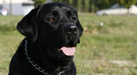 Argentinski sud prvi put razvedenom paru dodijelio zajedničku skrb za pse