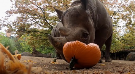 Oregon Zoo: Tropasni pasanci uživali u šetnji, dok su se crni nosorozi zabavljali s bundevama