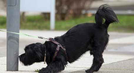 PAWS Chicago već 25 godina organizira udomljavanje pasa i mačaka na ‘svoj način’