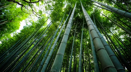 Kineska tradicija: Pogledajte kako se izrađuje goblen od niti bambusa. Nije lako