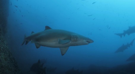‘White Shark’ je odlučio zaštititi morske pse i predvoditi ekološke akcije