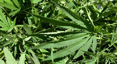 Akcija Vrtovi: Rekordna zapljena marihuane u Španjolskoj – 32 tone!