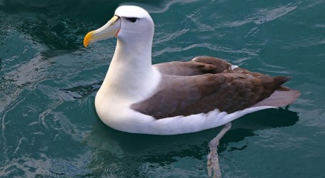 Novi Zeland: Policija istražuje nestanak jaja kraljevskog albatrosa