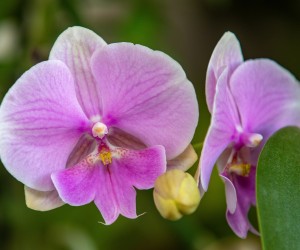 23.03.2021.., Pula - 
Puljanka Mirjana Braus kolekcionarka orhideja.
Photo: Srecko Niketic/PIXSELL