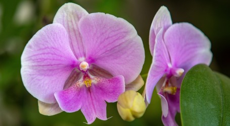 Tradicija: Singapur nazvao orhideju po njemačkom kancelaru Scholzu