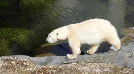 Oregon Zoo: Tropasni pasanac u šetnji, polarne medvjedice proslavile rođendan