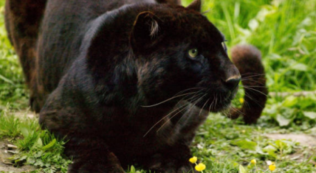 Zagrebački zoološki vrt: “Crna pantera ne postoji”. Petar: “Bila je velika mačka”