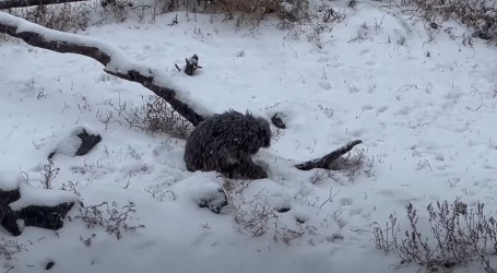 Minnesota Zoo: Pogledajte kako životinje uživaju u igri na snijegu