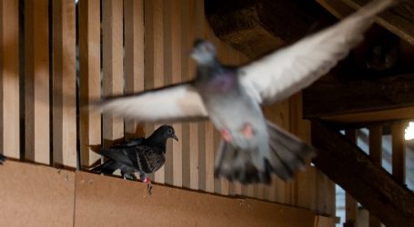 Utočište: Beč dobio hotel za golubove