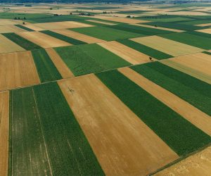 15.06.2022., Topolje - Pogled iz zraka na velika obradjena poljoprivredna zemljista koja cekaju berbu kod mjesta Topolje u Baranji.  Photo: Davor Javorovic/PIXSELL