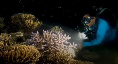 Ekološki uzgojenim koraljima uspješno se obnavljaju uništeni koraljni grebeni