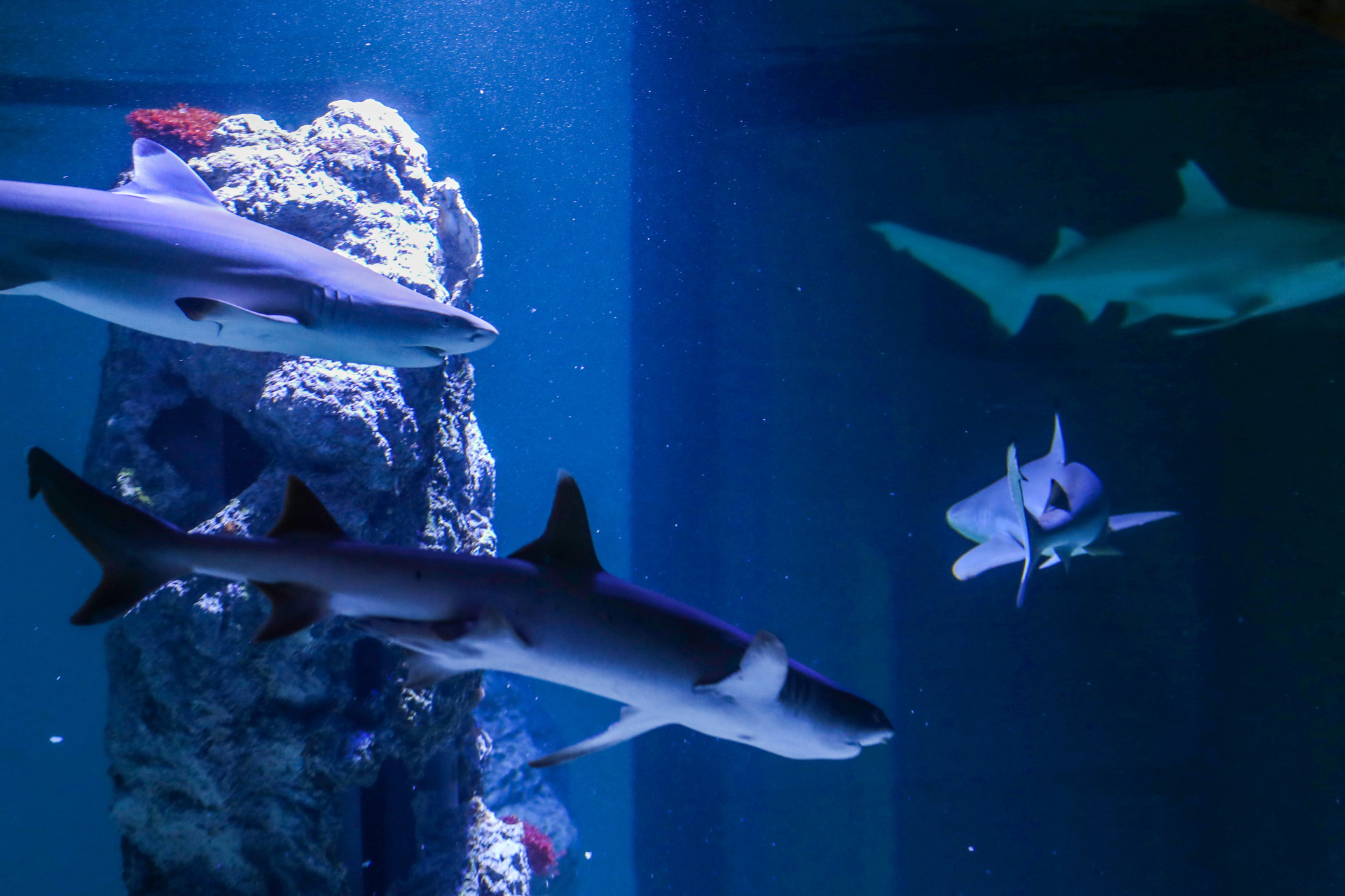 19.05.2021., Pula - Aquarium Pula. Akvarij s morskim psima .
Photo: Srecko Niketic/PIXSELL