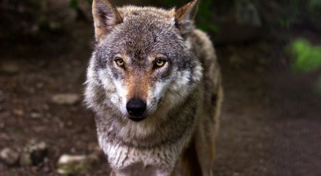 Pregažen vuk kod Šibenika: “Još nije zabilježeno da je došao tako blizu naselja, odstrel strogo zabranjen”