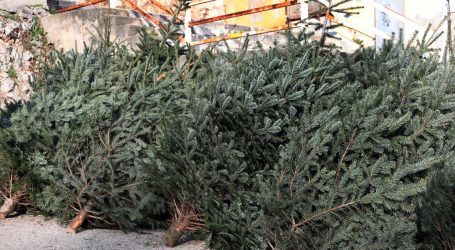 Holding besplatno odvozi božićna drvca u Zagrebu. Evo kad kreće odvoz