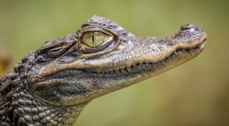 Jedan je Amerikanac u kontejneru ispred svoje kuće pronašao – mladog aligatora