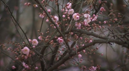Stanovnici Washingtona zbunjeni ranim cvatom japanskih šljiva