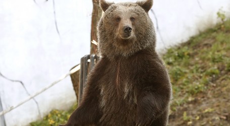 Najpoznatiji talijanski medvjed stradao u prometnoj nesreći