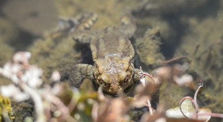 U Australiji ulovljena rekordno velika žaba krastača – Toadzilla