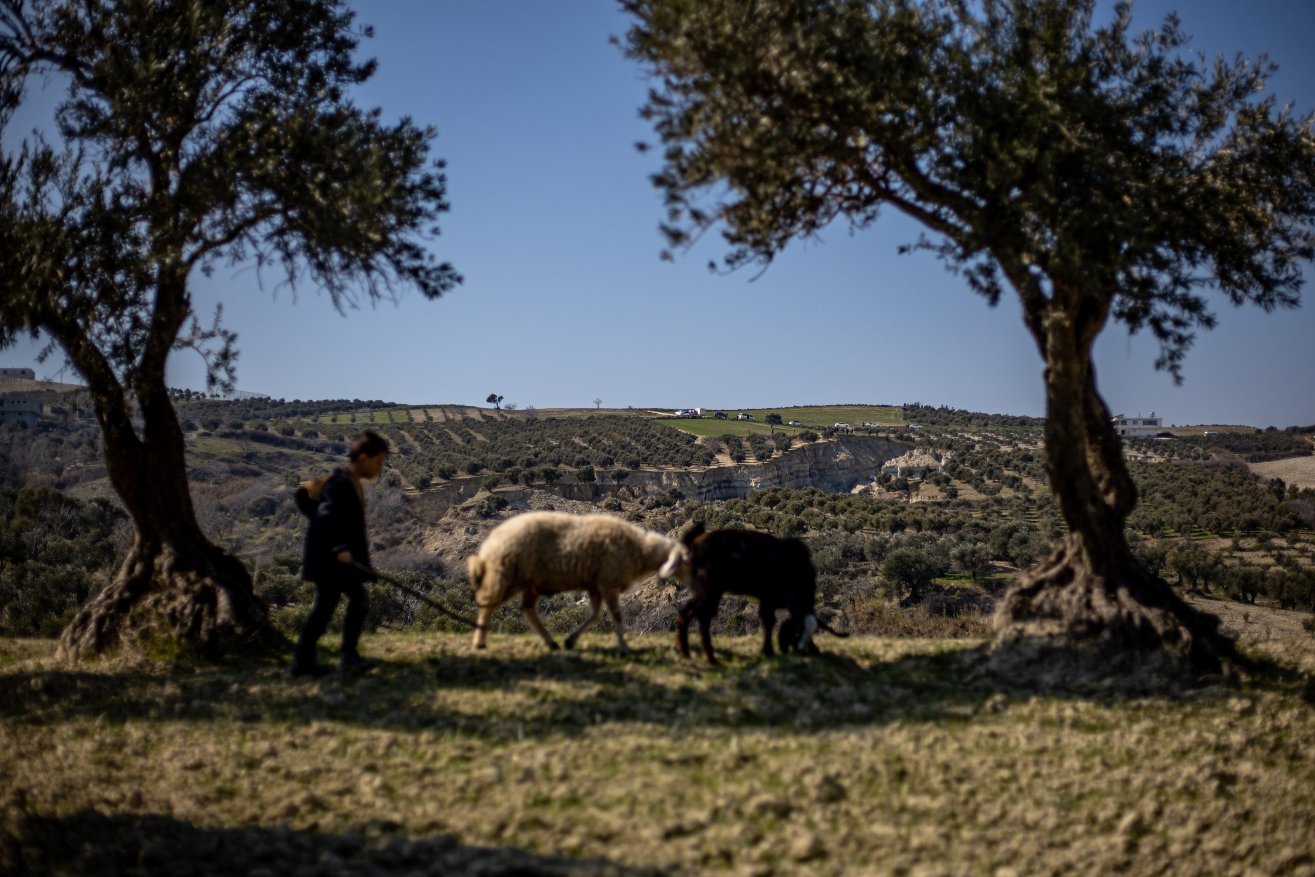 epa10474707 A boy herds sheep on the edge of a canyon created by a powerful earthquake that split an olive grove into two parts, near village of Tepehan, Turkey, 18 February 2023. More than 45,000 people have died and thousands more are injured after two major earthquakes struck southern Turkey and northern Syria on 06 February. Authorities fear the death toll will keep climbing as rescuers look for survivors across the region.  EPA/MARTIN DIVISEK