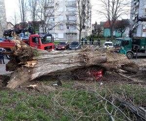 03.02.2023., Zagreb - Jak vjetar na Fallerovom setalistu srusio je stablo jablana na parkiraliste te ostetio vise vozila.  Photo: Zeljko Hladika/PIXSELL